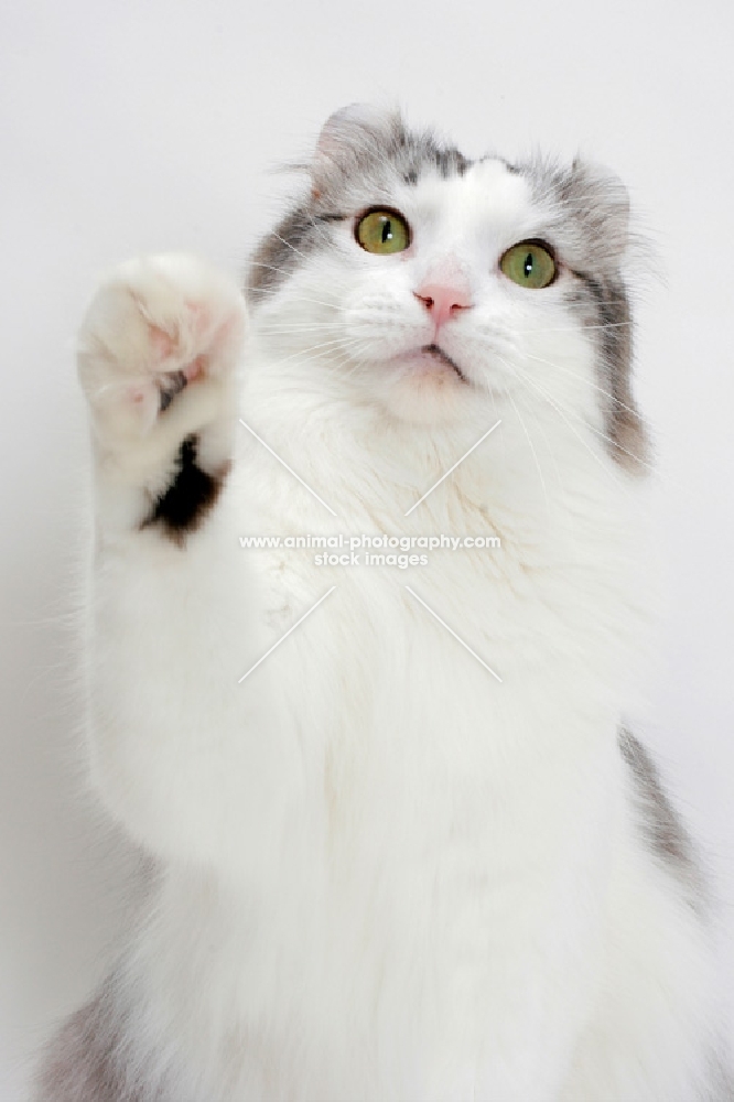 American Curl cat one leg up, silver mackerel tabby & white colour