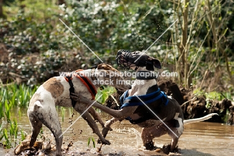 two Lurchers playing together