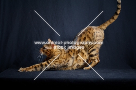 bengal male cat stretching, studio shot on black background