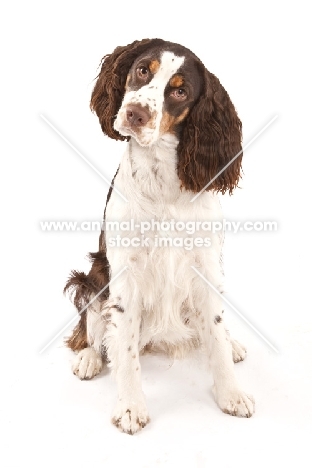 English Springer Spaniel sitting down