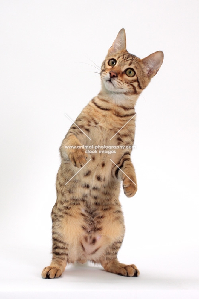 male Savannah cat on white background, standing up