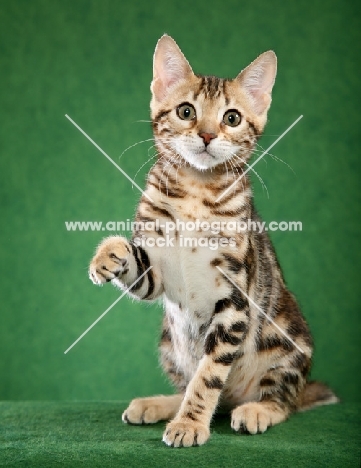 young Bengal on green background