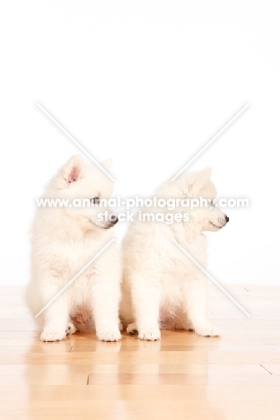 American Eskimo puppies on white background, looking away