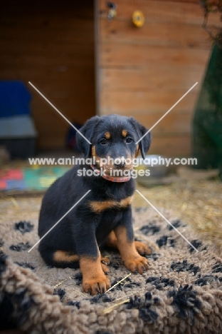 serious beauceron puppy sitting