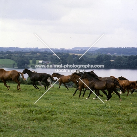 group of at trakehners cantering at trakehner gestüt rantzau