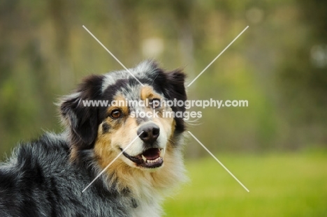 Australian Shepherd head study