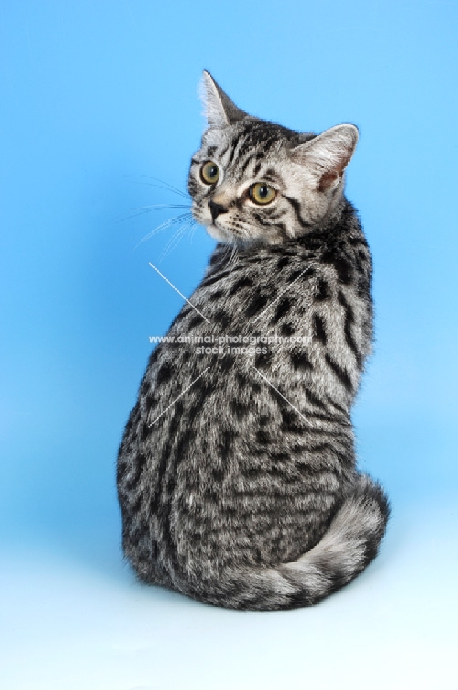 british shorthair cat back view, silver spotted tabby colour