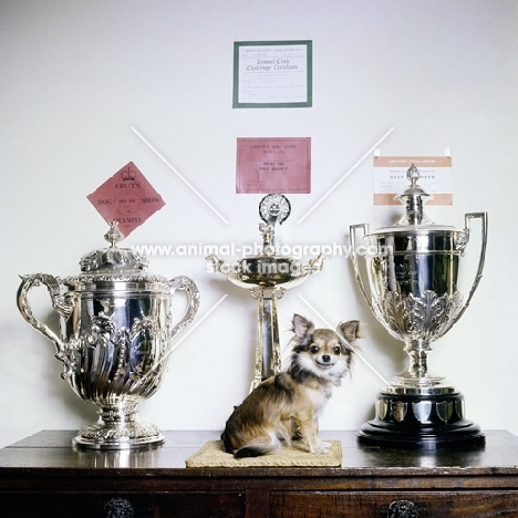 champion rozavel tarina song, chihuahua sitting with crufts reserve best in show trophies