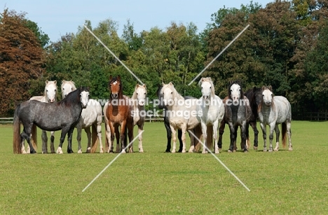 Herd of welsh mountain ponies in a green field