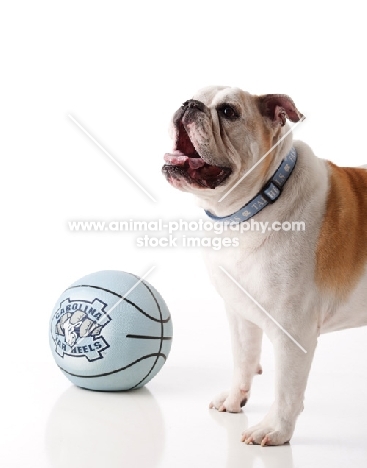 English Bulldog standing next to ball
