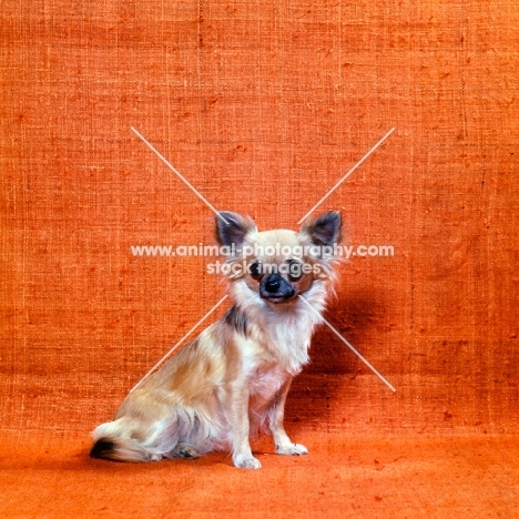 long coat chihuahua sitting in studio