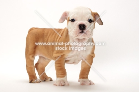 red and white Bulldog puppy