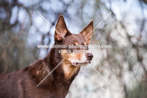 Kelpie looking alert