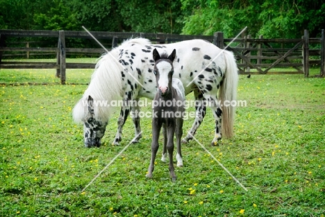 two falabella horse and foal in green field