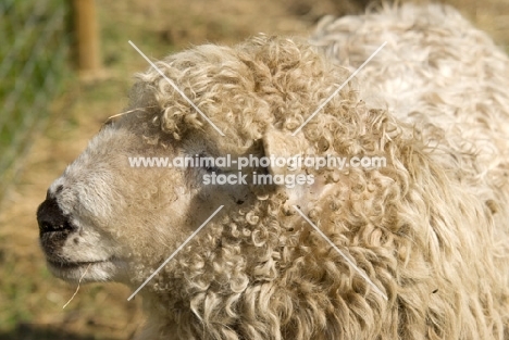 Greyface Dartmoor portrait, side view