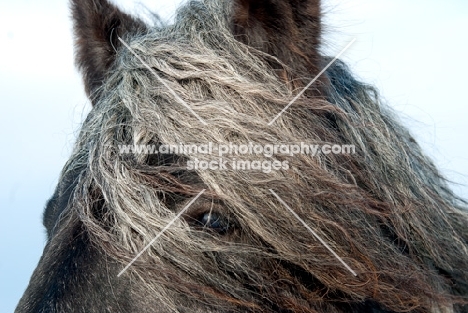 heavy horse looking through manes