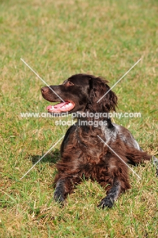 Saint Usuge Spaniel (aka Epagneul de Saint-Usuge)