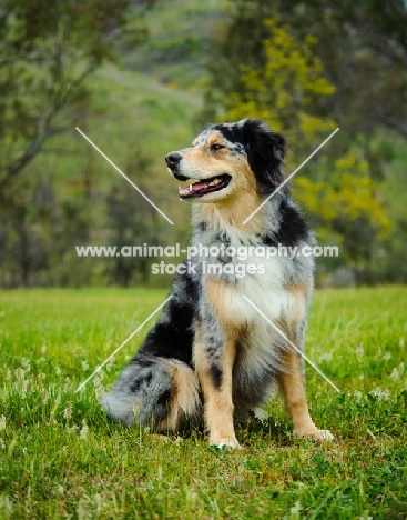 Australian Shepherd sitting on grass