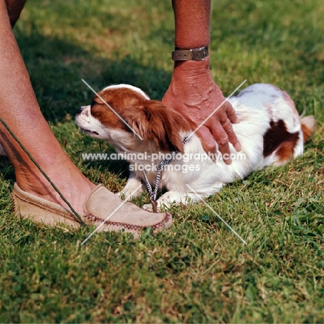 training a cavalier king charles spaniel 'down'