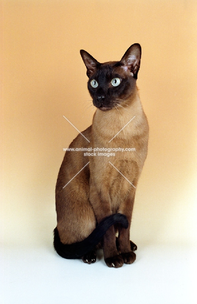 brown Tonkinese cat