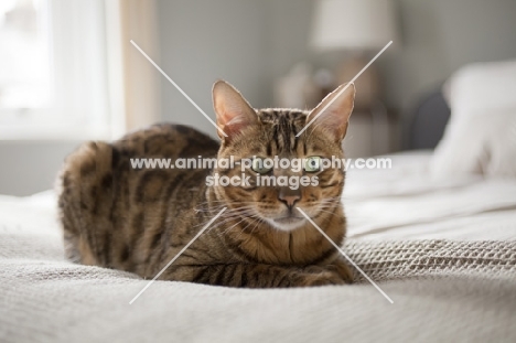 Bengal cat laying on bed with green eyes