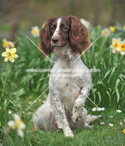 springer spaniel in springtime daffodils