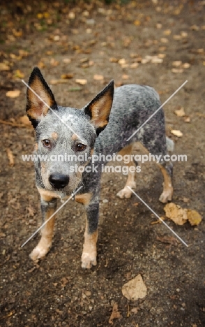 young blue Australian Cattle Dog