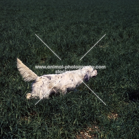english setter walking and sniffing in a field