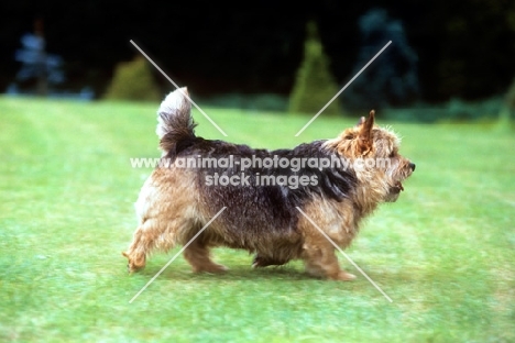 undocked norwich terrier trotting across lawn