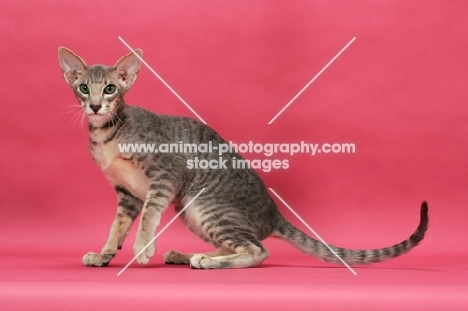 Oriental Shorthair on pink background, blue mackerel tabby 