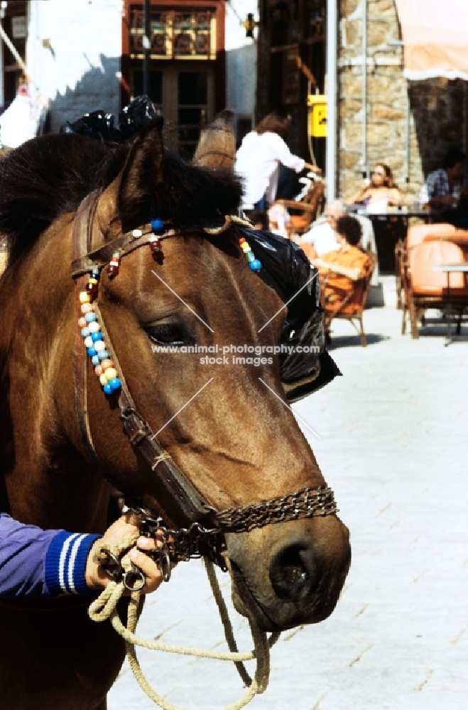 working skyros pony on skyros island