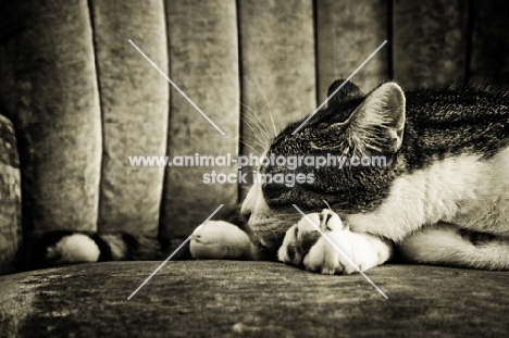 Cat sleeping on chair