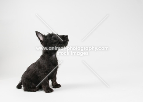 Black Scottish Terrier puppy in studio.