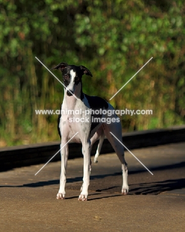 black and white Whippet