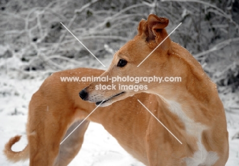 greyhound, irish bred ex racer jamstyle joy, in snow, saffron, all photographer's profit from this image go to greyhound charities and rescue organisations
