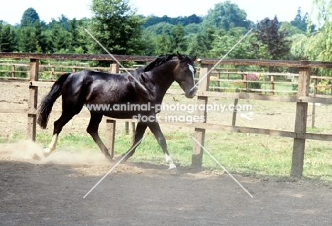 Hanoverian trotting in his paddock