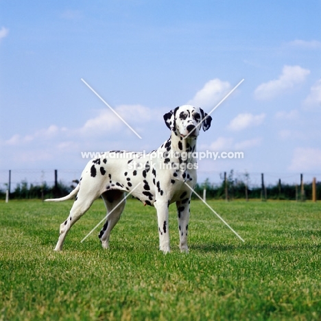ch olbiro organdiecollar,  dalmatian standing in a field