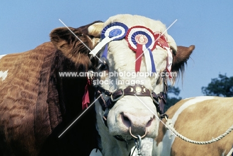 simmental bull wearing 3 rosettes