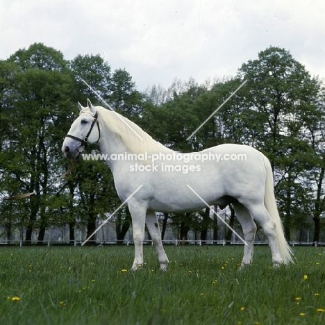 kladruber stallion, generalissimus XXV111, 782 favoury, a fine example of the line at kladruby, czech republic