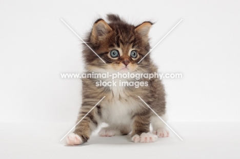 Brown Mackerel Tabby & White Maine Coon kitten, 1 month old