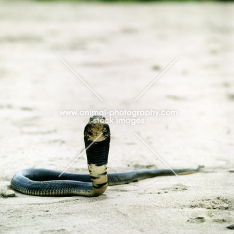 spitting cobra posed by c j p ionides in tanzania