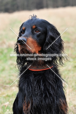 Gordon Setter 