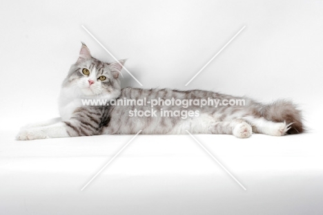 Siberian cat lying down, silver mackerel tabby & white colour