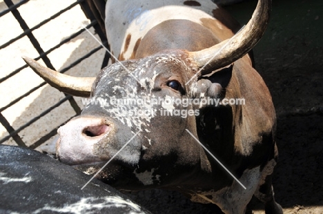 Nguni Cattle looking at camera