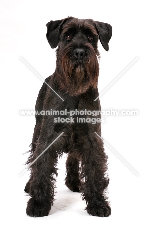 black Standard Schnauzer on white background