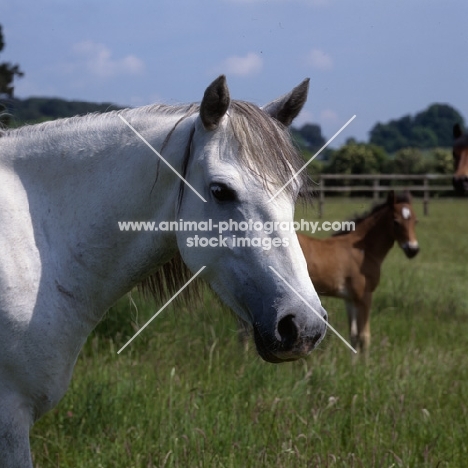 Connemara mare head and shoulder 