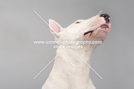 Bull terrier looking up on grey studio background.