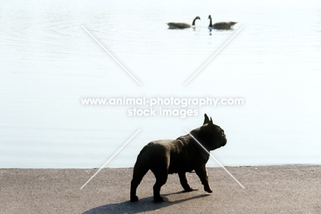french bulldog with ducks in a london park
