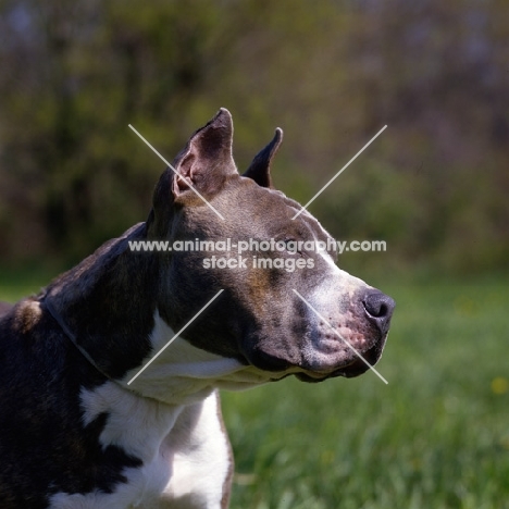 kodiak's kid chuttley, american staffordshire terrier in profile