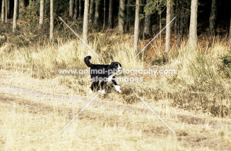 cross bred dog running along forest track